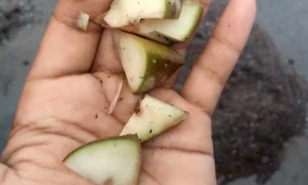 Pemilihan bibit tanaman kentang