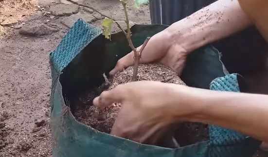 Pemupukan tanaman anggur
