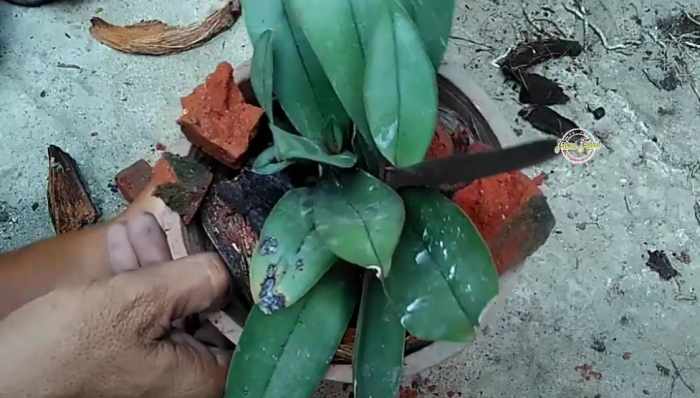 Penanaman bunga anggrek