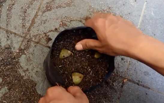 Penanaman tanaman kentang