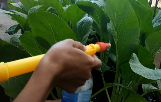 Penyiraman sawi