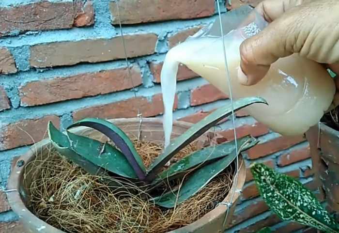 Perawatan tanaman bunga anggrek
