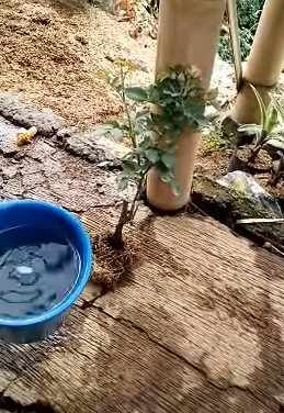 Persiapan penanaman bunga mawar