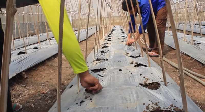 Proses pemupukan semangka