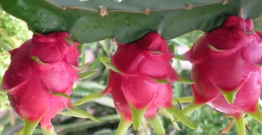 buah naga melancarkan pembuluh darah