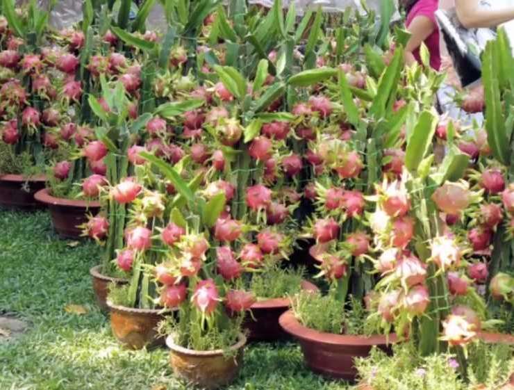 buah naga menangkal radikal bebas
