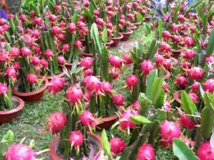 buah naga mencegah kanker