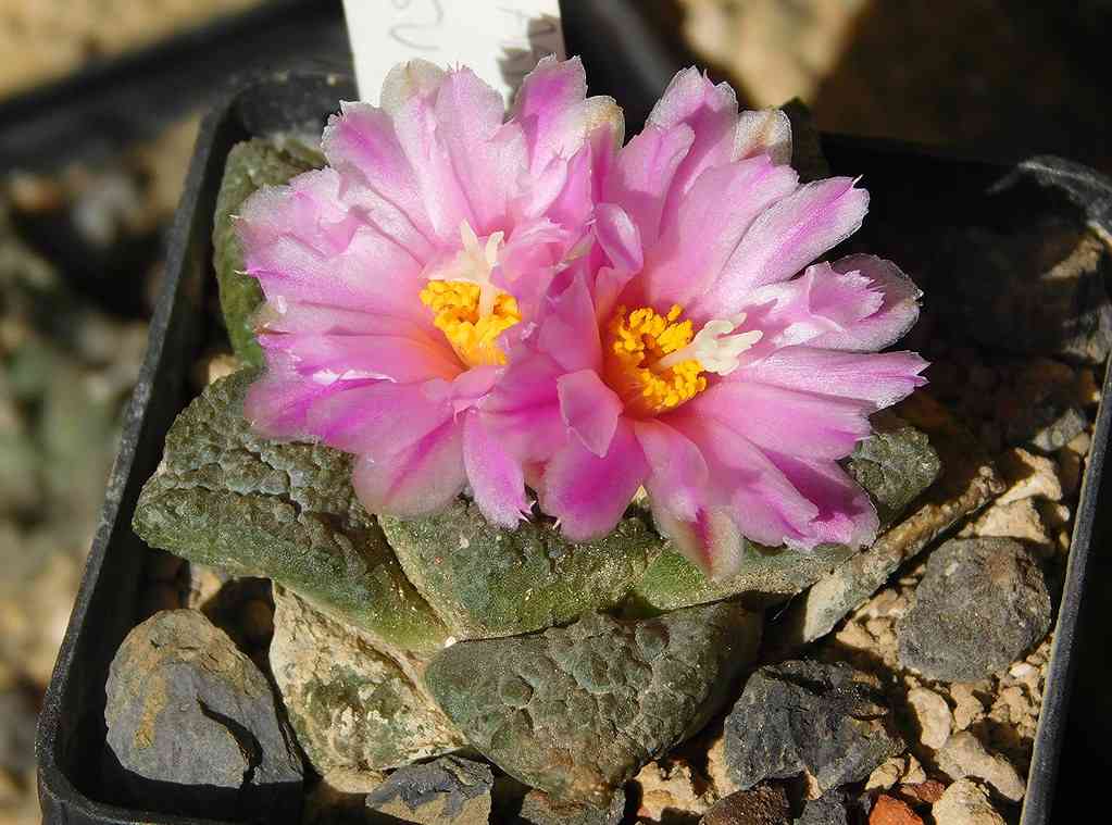 bunga ariocarpus