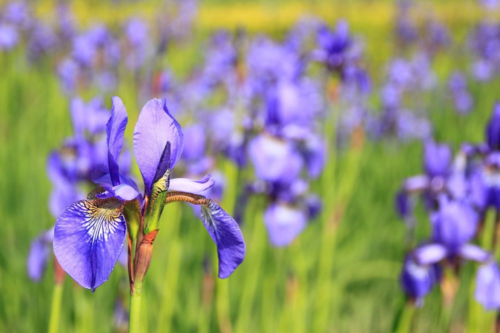 bunga iris