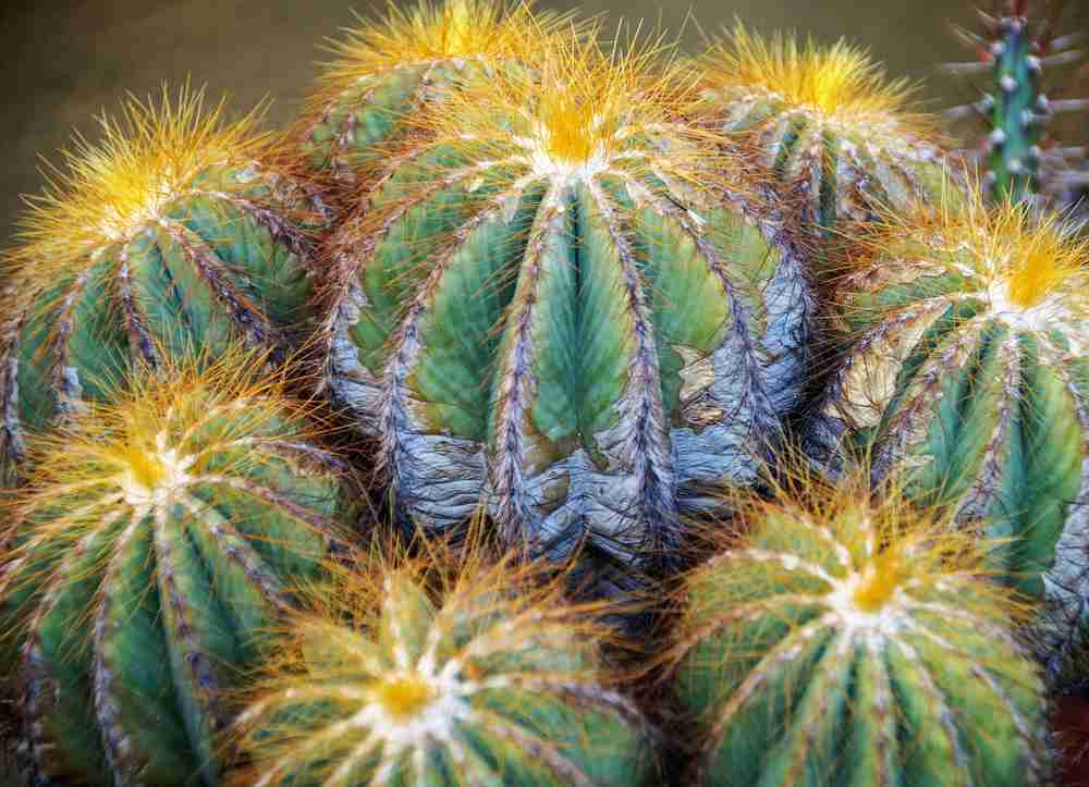bunga parodia
