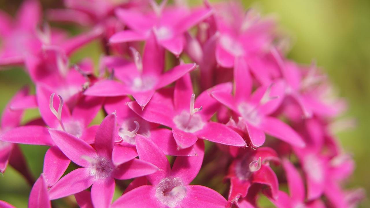 bunga pentas