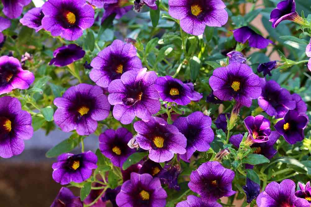 bunga petunia