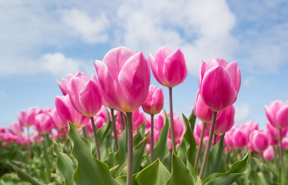 bunga tulip