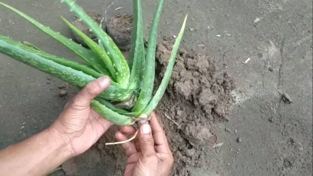 cara menanam lidah buaya dari daunnya