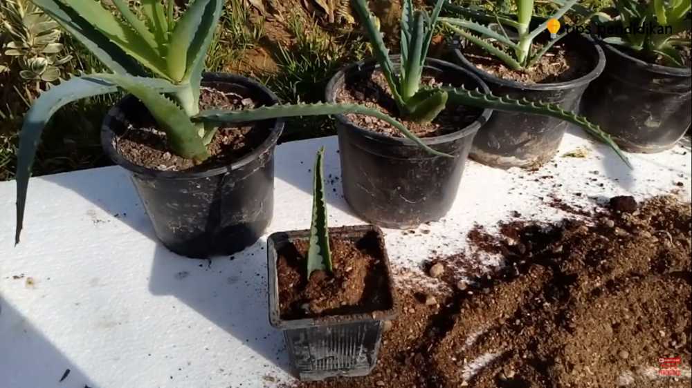 cara menanam lidah buaya tanpa akar