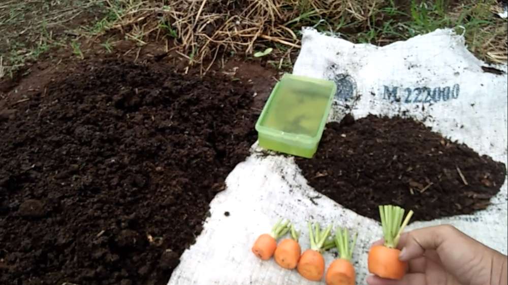 cara menanam wortel di kebun