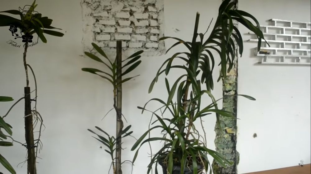cara merawat anggrek vanda