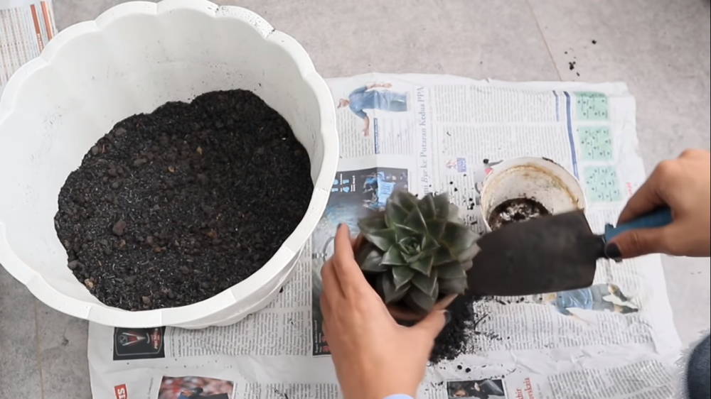 cara merawat kaktus di tempat yang dingin