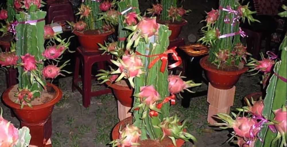 manfaat kulit buah naga merah