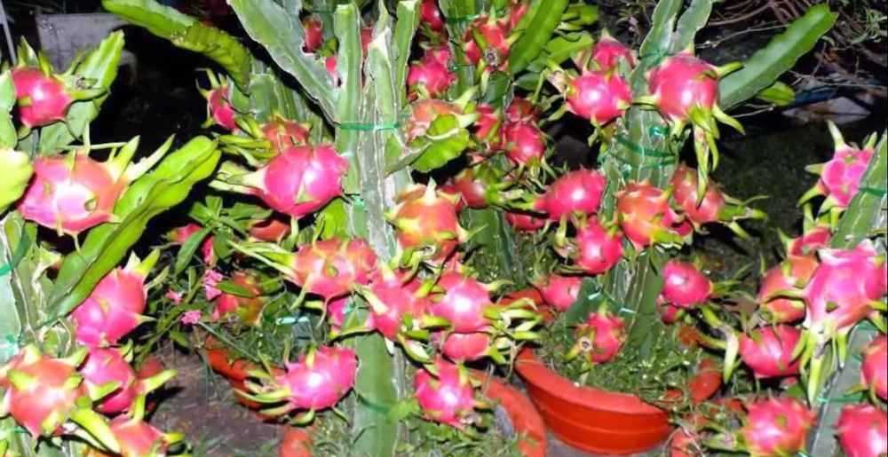 manfaat kulit buah naga untuk kantung mata