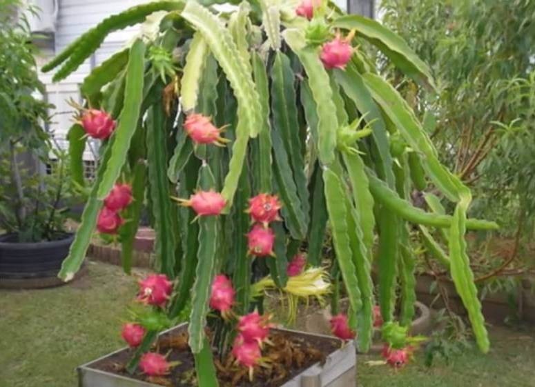 manfaat kulit buah naga untuk kesehatan