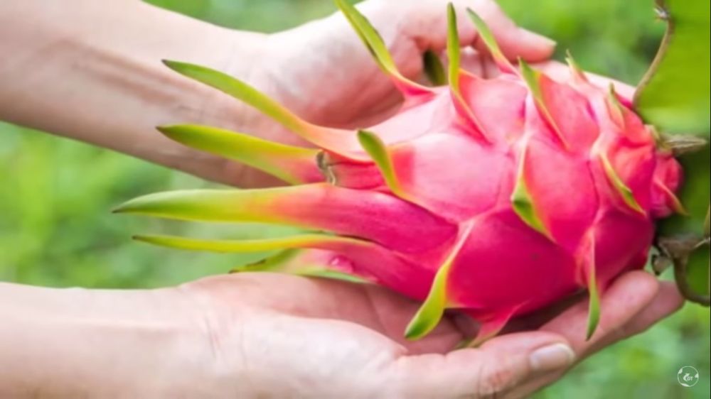 manfaat kulit buah naga untuk wajah