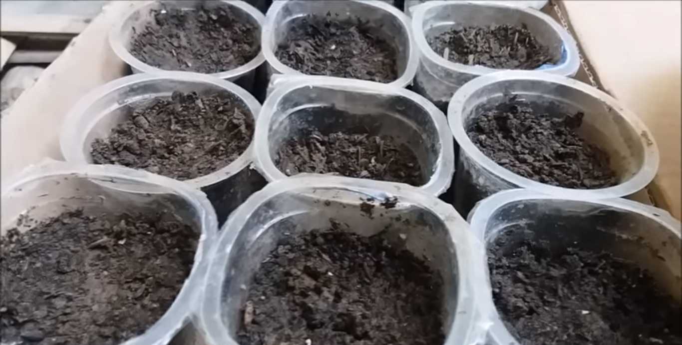 Memilih Ukuran Pot yang Sesuai